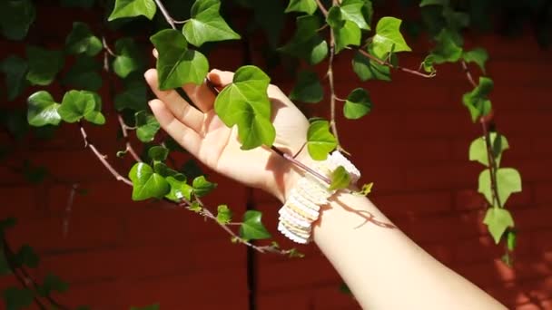 Woman's hands touching many leafs of ivy cover a wall — Stock Video