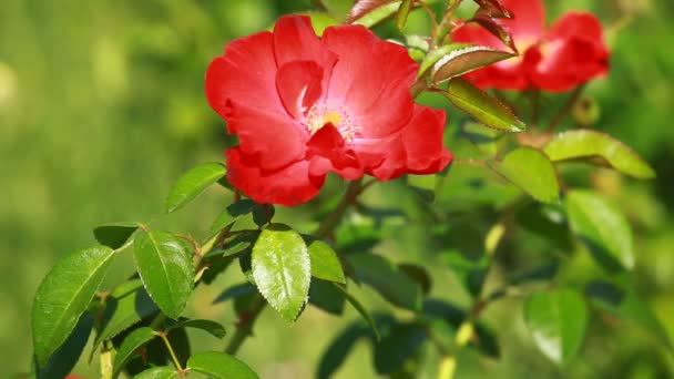 Красная роза на ветке в саду — стоковое видео