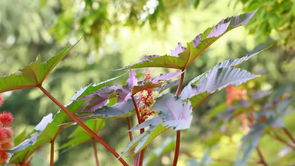 Red Leaf of Castor Oil Plant, Selective Focus — Stock Video