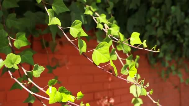 Многие листья плюща покрывают стену на размытом фоне — стоковое видео