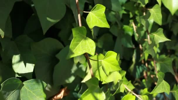 Många blad av murgröna täcka en vägg över suddig bakgrund — Stockvideo