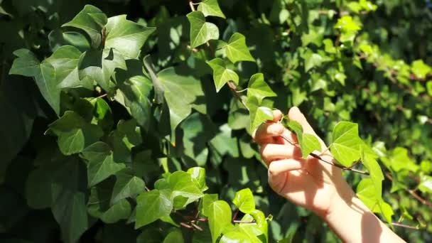 Kadının elleri çok dokunaklı bir duvar Ivy kapak yapraklar — Stok video