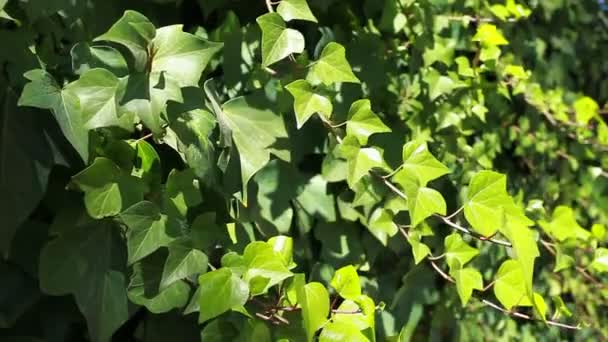 De nombreuses feuilles de lierre couvrent un mur sur un fond flou — Video