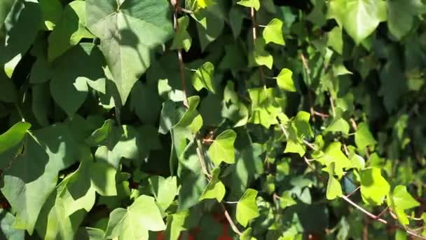 De nombreuses feuilles de lierre couvrent un mur sur un fond flou — Video