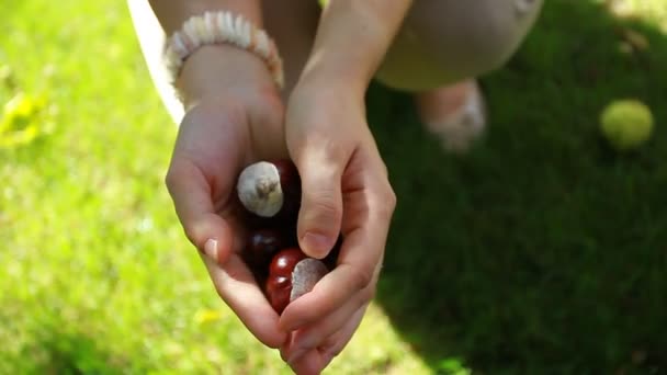 Handvol conkers met onscherpe groene achtergrond — Stockvideo