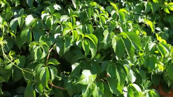 Molte foglie di edera coprono un muro su sfondo sfocato — Video Stock
