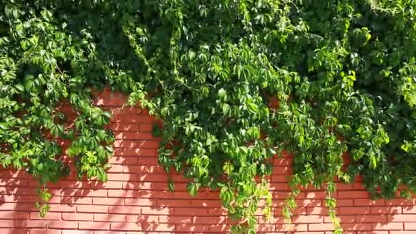 Many leafs of ivy cover a wall over blurred background — Stock Video