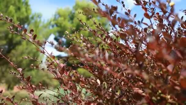 Belles feuilles brunes et soleil brillant sur fond flou — Video