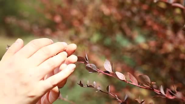 Les mains de la femme touchant des feuilles brunes sur fond flou — Video