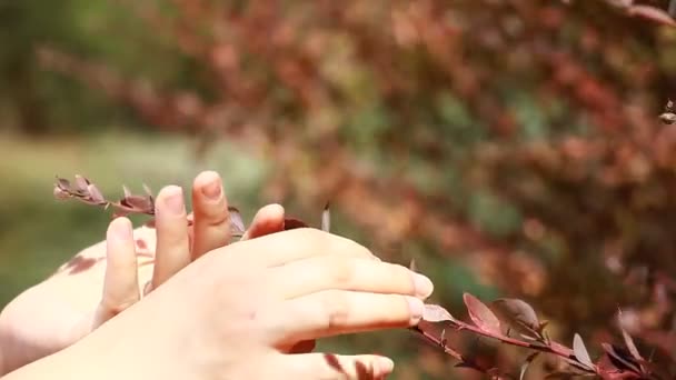 Руки женщины касаются коричневых листьев на размытом фоне — стоковое видео