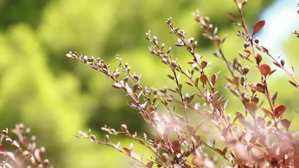 Hermosas hojas marrones y sol brillante sobre fondo borroso — Vídeos de Stock