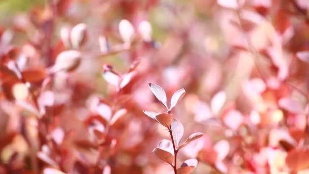 Prachtige bruine bladeren en felle zon over onscherpe achtergrond — Stockvideo
