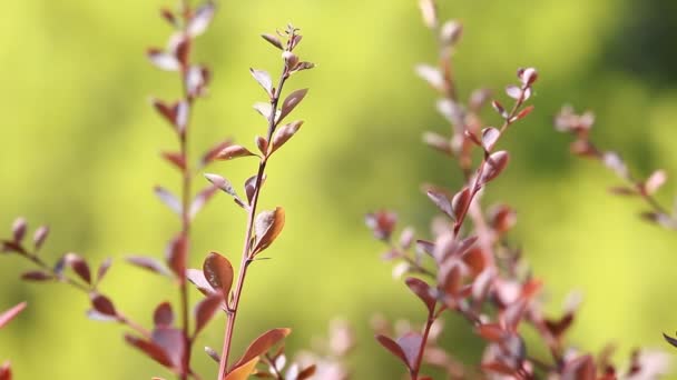 Belles feuilles brunes et soleil brillant sur fond flou — Video