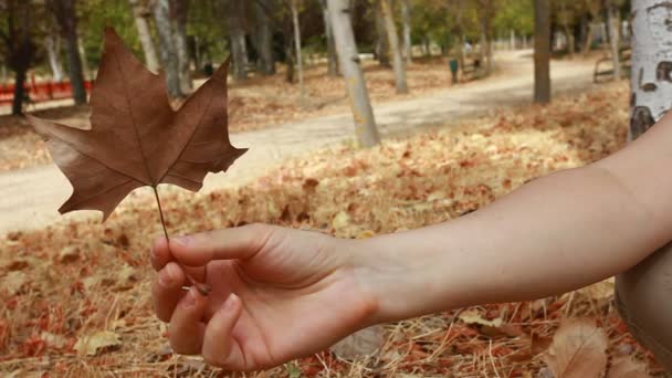 Mãos da mulher coletando outono marrom folhas secas — Vídeo de Stock