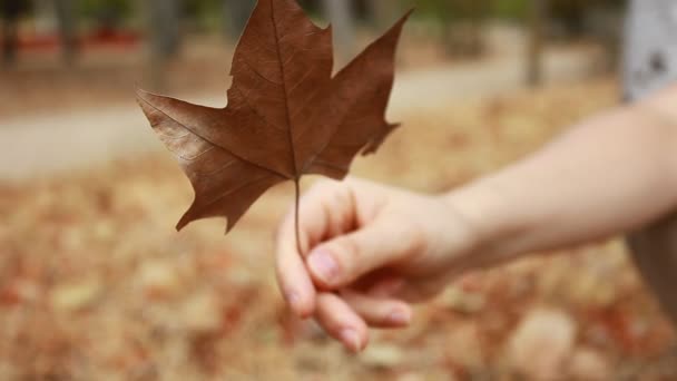 Le mani della donna che raccolgono foglie secche marroni di autunno — Video Stock