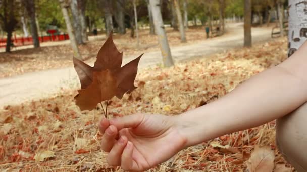 Kadının toplama kahverengi Sonbahar Kuru yaprakları eller — Stok video