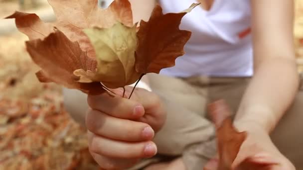 Woman's hands collecting autumn brown dry leaves — Stock Video