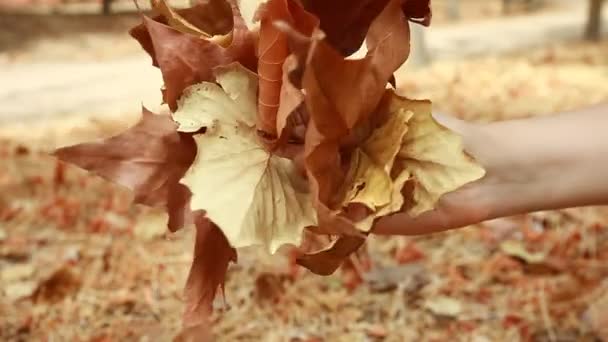 Kadının toplama kahverengi Sonbahar Kuru yaprakları eller — Stok video