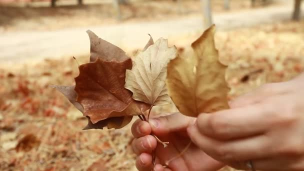 Las manos de la mujer recogiendo otoño marrón hojas secas — Vídeos de Stock