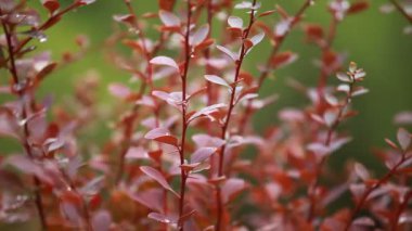güzel kahverengi yapraklar ve parlak güneşin üzerinde arka plan bulanık