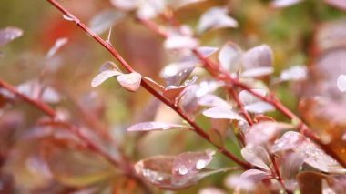 güzel kahverengi yapraklar ve parlak güneşin üzerinde arka plan bulanık