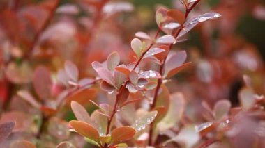 güzel kahverengi yapraklar ve parlak güneşin üzerinde arka plan bulanık