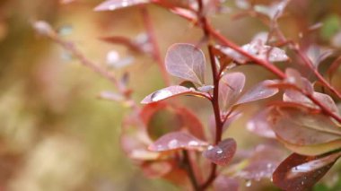 güzel kahverengi yapraklar ve parlak güneşin üzerinde arka plan bulanık