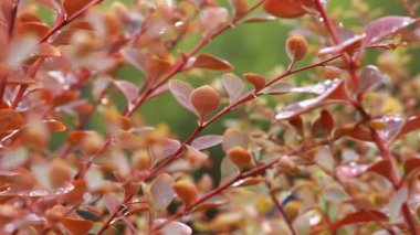 güzel kahverengi yapraklar ve parlak güneşin üzerinde arka plan bulanık