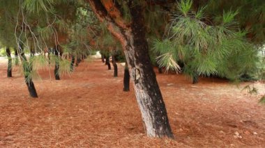 bir kürk ağacı veya çam ağacının yeşil dikenli dalları