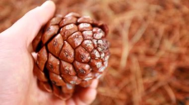 el holding sedir koni