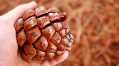 el holding sedir koni