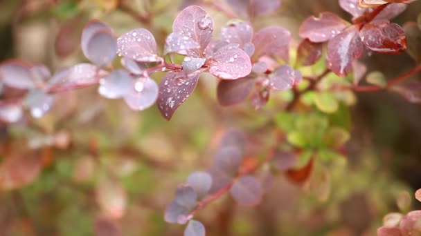 Beautiful brown leaves and bright sun over blurred background — Stock Video