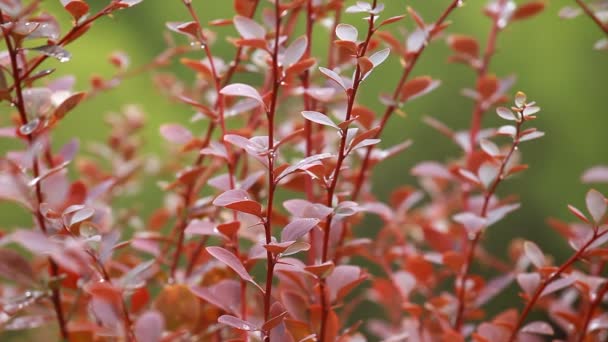 Beautiful brown leaves and bright sun over blurred background — Stock Video