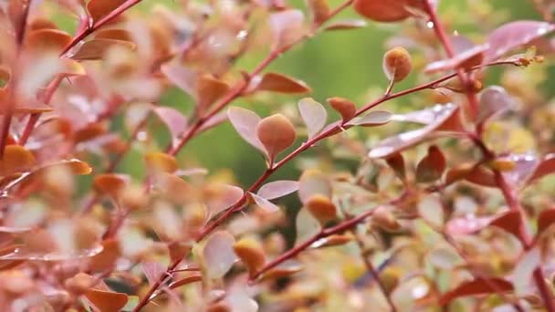 Belles feuilles brunes et soleil brillant sur fond flou — Video