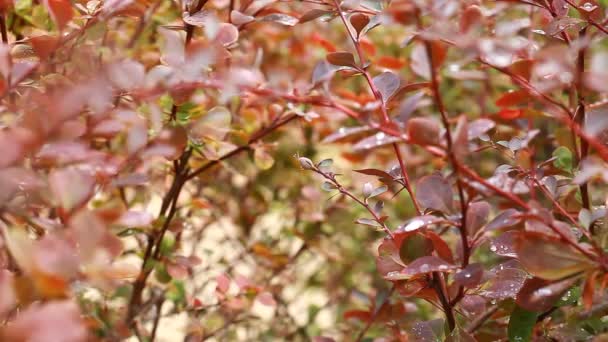 Schöne braune Blätter und helle Sonne vor verschwommenem Hintergrund — Stockvideo