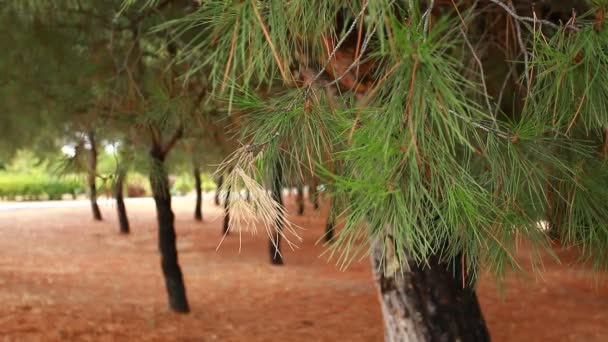 长有绿色刺的皮毛树或松树枝条 — 图库视频影像