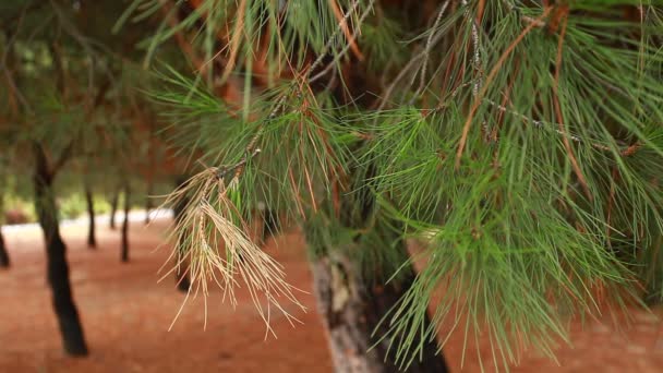 Groene stekelige takken van een pelsboom of dennenboom — Stockvideo
