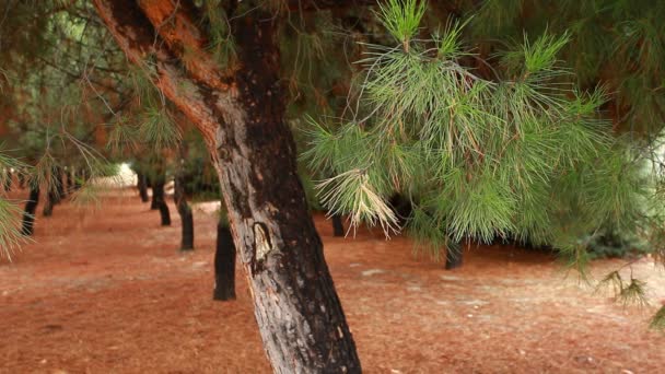 Rami spinosi verdi di un albero della pelliccia o un pino — Video Stock