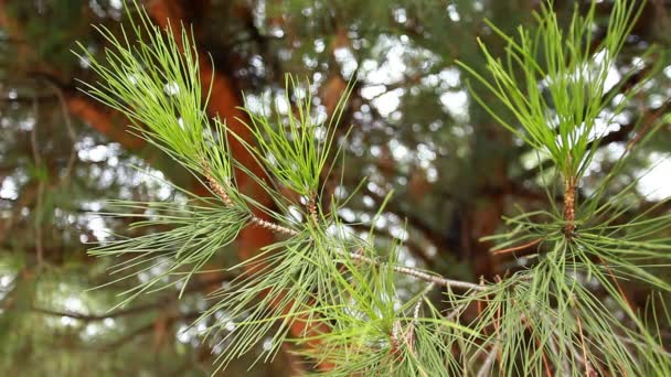 Green prickly branches of a fur-tree or pine — Stock Video