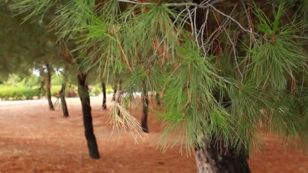 Rami spinosi verdi di un albero della pelliccia o un pino — Video Stock