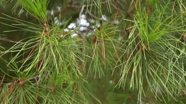 Las ramas verdes espinosas del abeto o el pino — Vídeo de stock