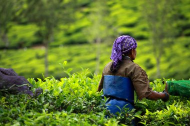 çay toplama kadın çay plantasyon içinde bırakır, munnar Hindistan bilinen