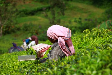 Woman picking tea leaves in a tea plantation, Munnar is best known as India clipart
