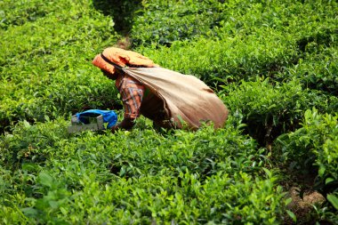 çay toplama kadın çay plantasyon içinde bırakır, munnar Hindistan bilinen