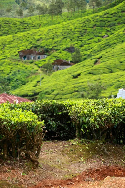 Paisaje de plantaciones de té verde. Munnar, Kerala, India — Foto de Stock