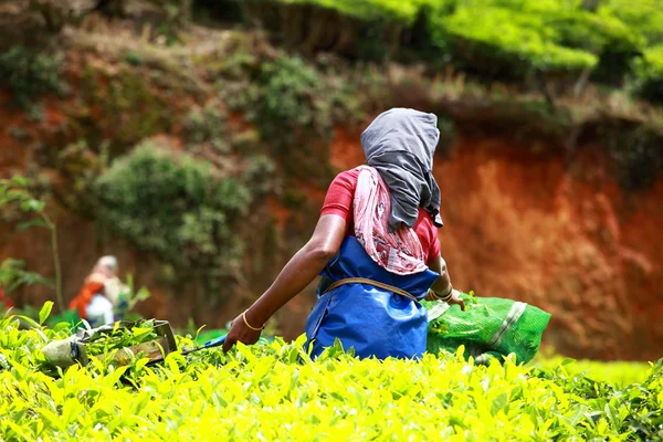 Çay toplama kadın çay plantasyon içinde bırakır, munnar Hindistan bilinen — Stok fotoğraf