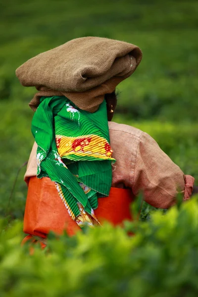 Mulher pegando folhas de chá em uma plantação de chá, Munnar é mais conhecido como Índia — Fotografia de Stock