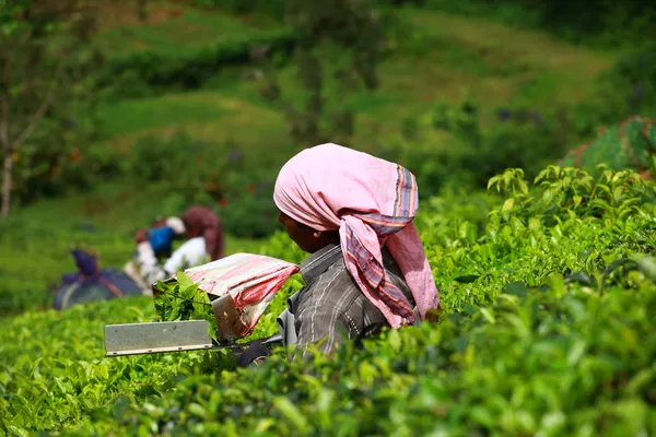 Kobieta zbierania herbaty liści w plantacji herbaty, munnar jest znany jako Indie — Zdjęcie stockowe