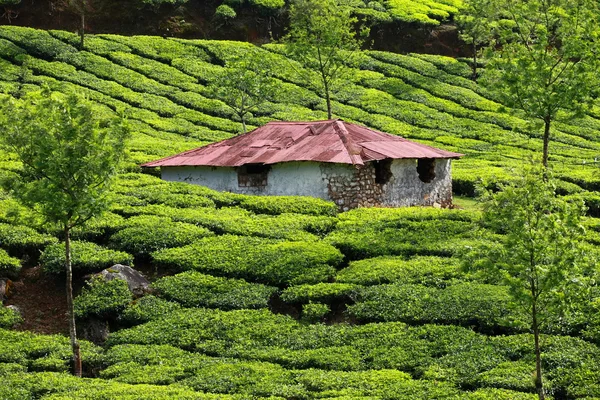 緑茶畑の風景です。ムンナール、ケーララ州インド — ストック写真