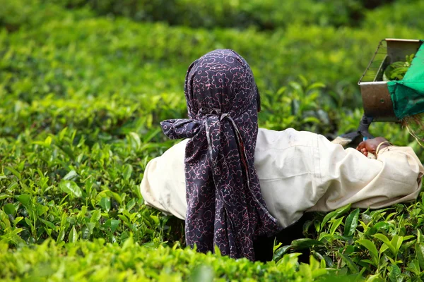 Vrouw plukken thee bladeren in een thee plantage, munnar is vooral bekend als india — Stockfoto